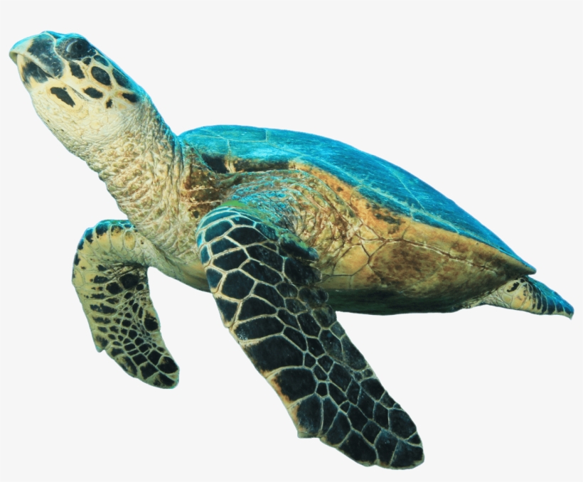 Download Animals - Sea Turtle No Background - HD Transparent PNG ...