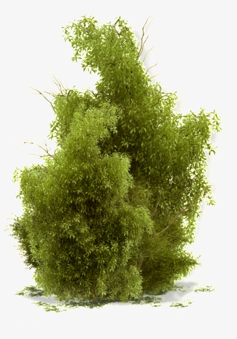 This Product Design Is Growing Tree Transparent About - Tree Shrub, transparent png download