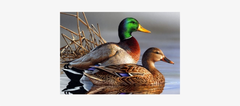 Résultat De Recherche D'images Pour "peinture Décorative - Duck Doormats Top Fabric & Non-slip Rubber Indoor/outdoor, transparent png download