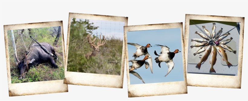 Homepage Photos - Home Page, transparent png download