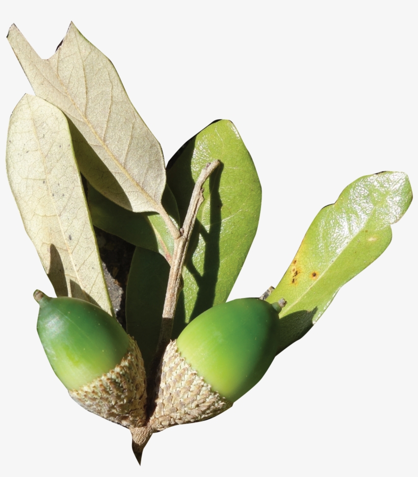 Fruit - Bud, transparent png download
