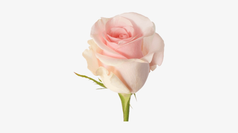 Titanic - Titanic Pink Rose, transparent png download