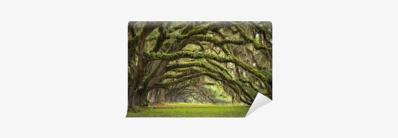 Mill Pond Road Thomasville Ga, transparent png download