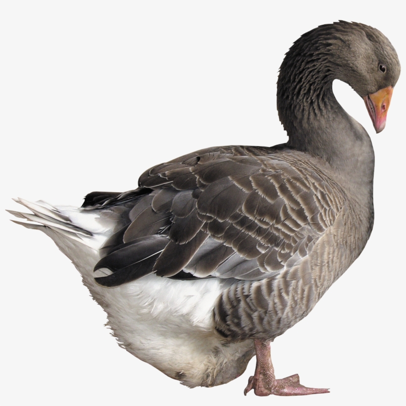 Goose Png, transparent png download