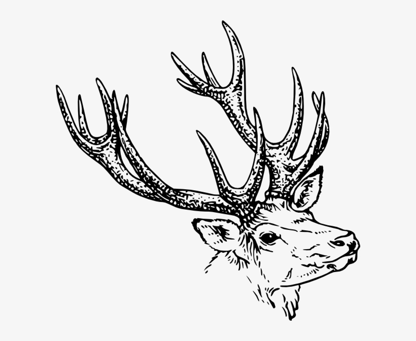 Stag Sketch Shower Curtain, transparent png download