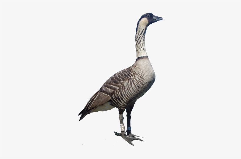 Picture - Hawaiian Nene Goose Png, transparent png download