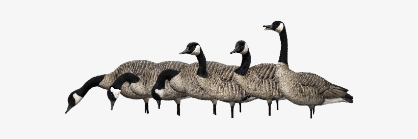 Fusion Pack - Canada Goose, transparent png download