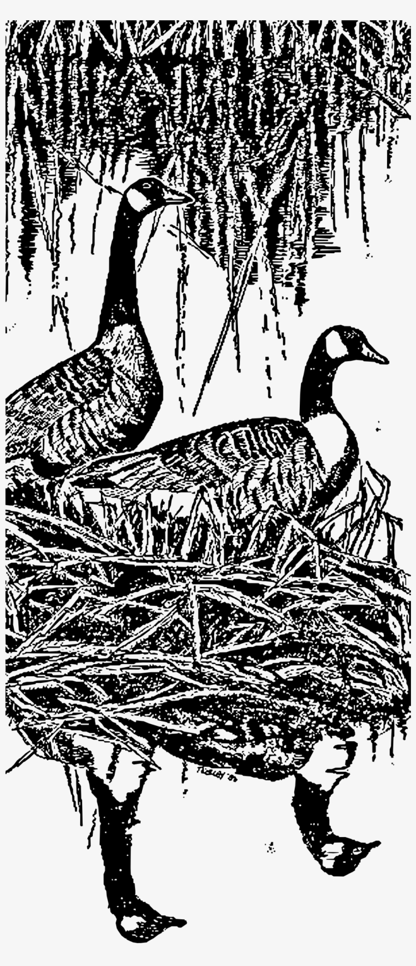 This Free Icons Png Design Of Nesting Canada Geese, transparent png download