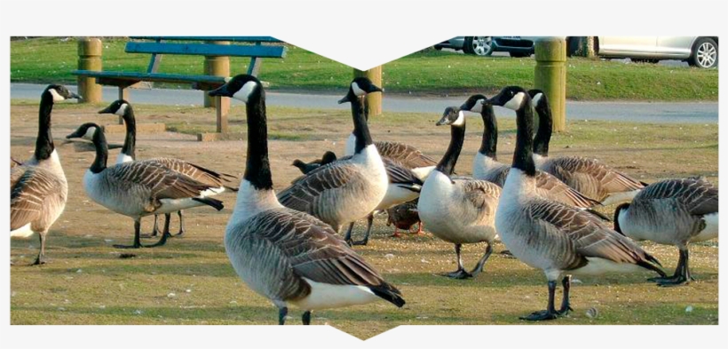 A Gaggle Of Geese - Canada Goose, transparent png download