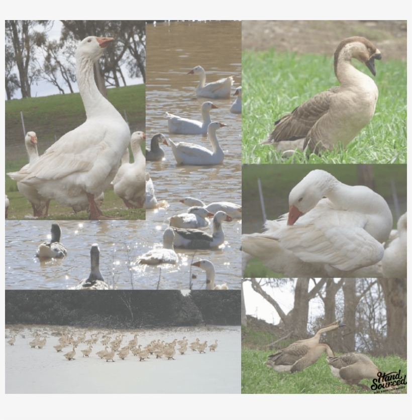 Muscovy Duck Hand Sourced - Muscovy Duck, transparent png download