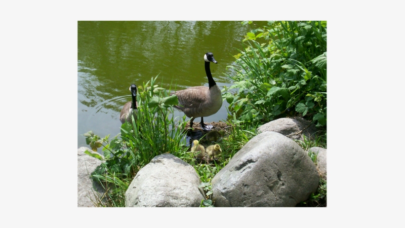 Geese By Water - Goose, transparent png download