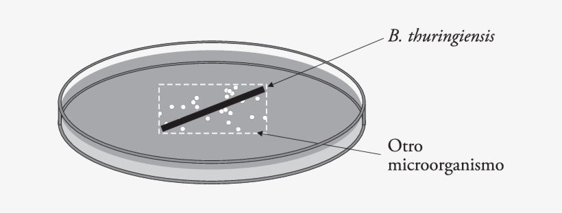 Siembra Del Rectángulo Cruzado Usado Para La Evaluación - Circle, transparent png download