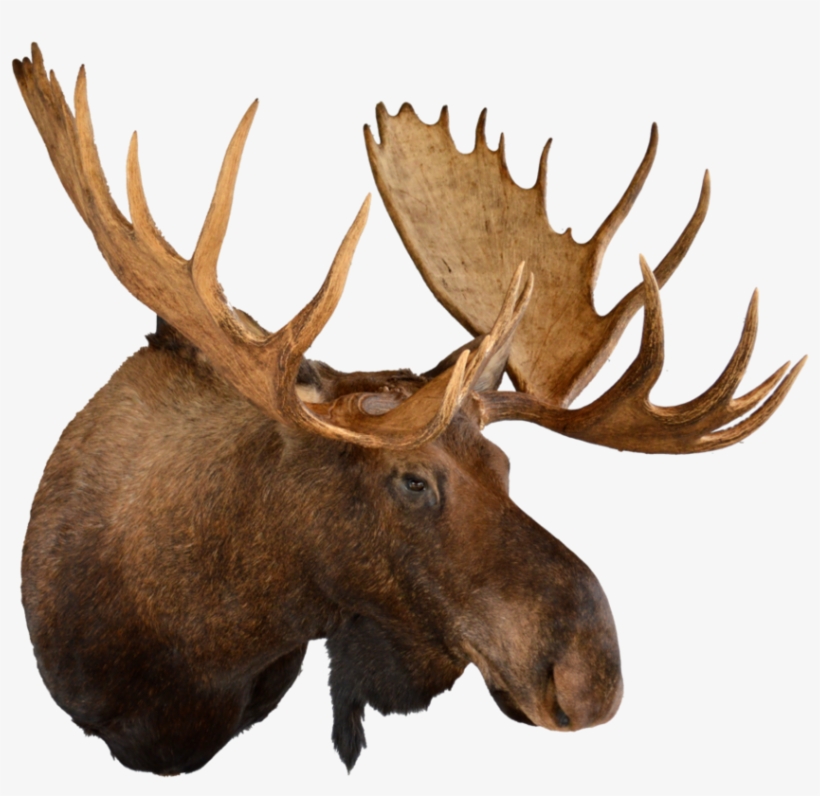 Gallery Northfork Taxidermy Maypng - Moose Png, transparent png download