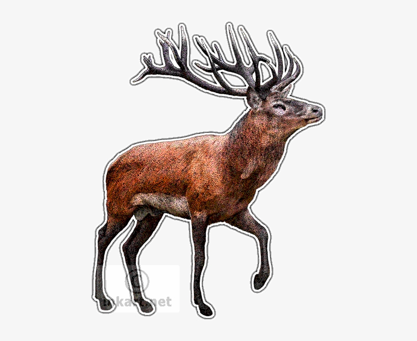Red Deer - Red Deer Wall Clock, transparent png download