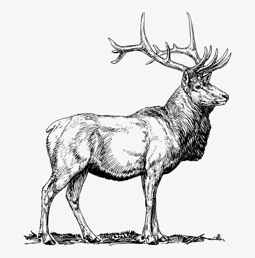 Elk Deer Moose Pronghorn Drawing - Elk Clip Art, transparent png download
