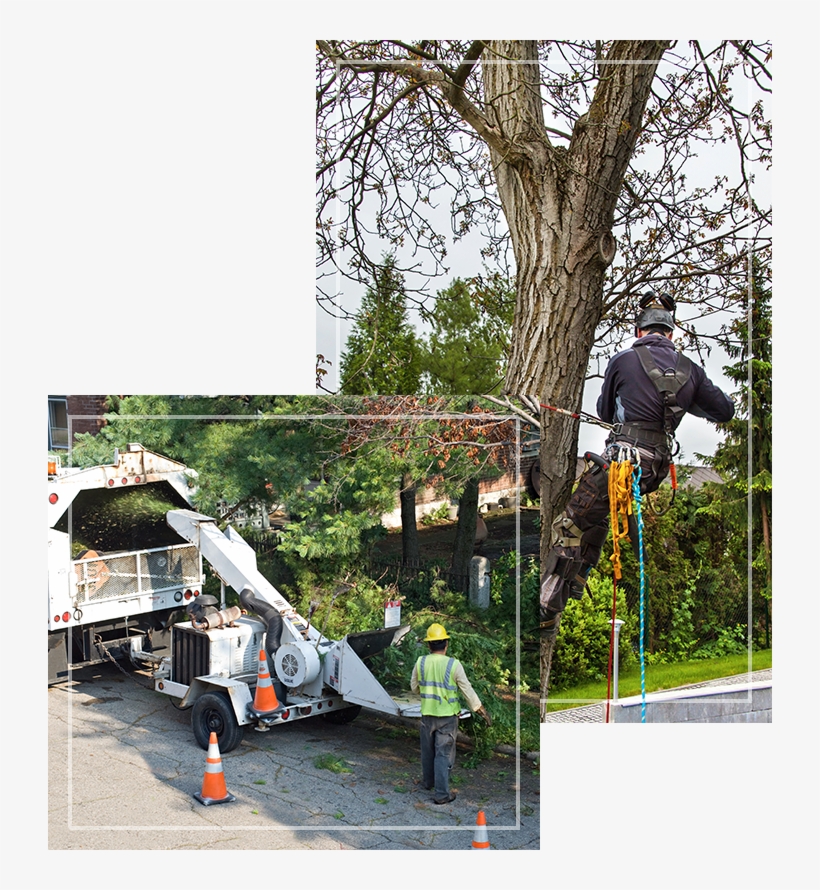 Green Forest Tree Service - Tree, transparent png download