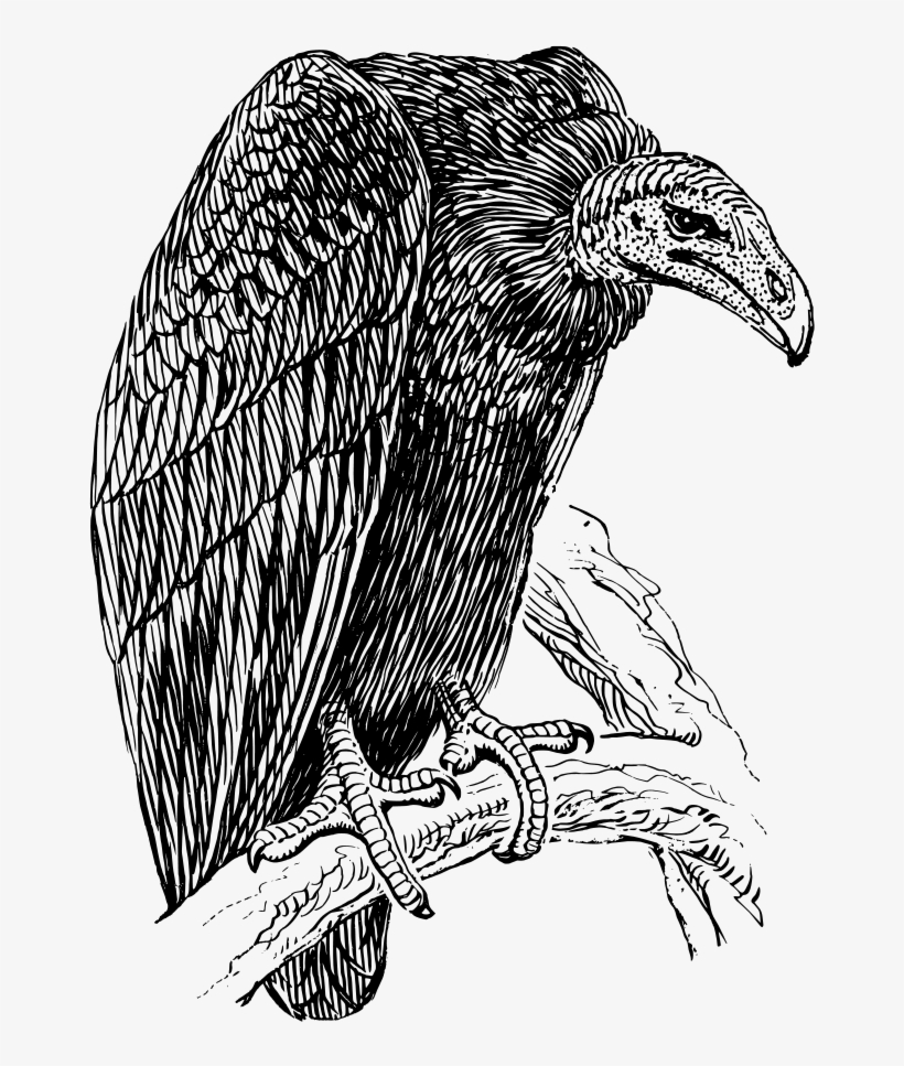 Black Vulture Drawing Bird Of Prey Free Commercial - Black And White Picture Of Vulture, transparent png download