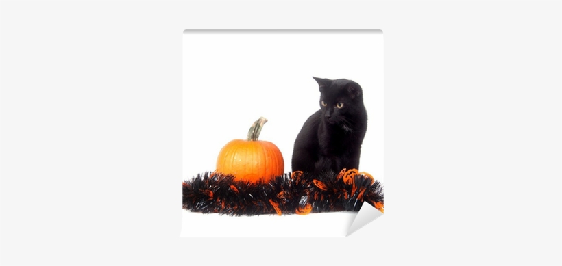 Black Cat With Pumpkin And Tinsel Wall Mural • Pixers® - Cat, transparent png download