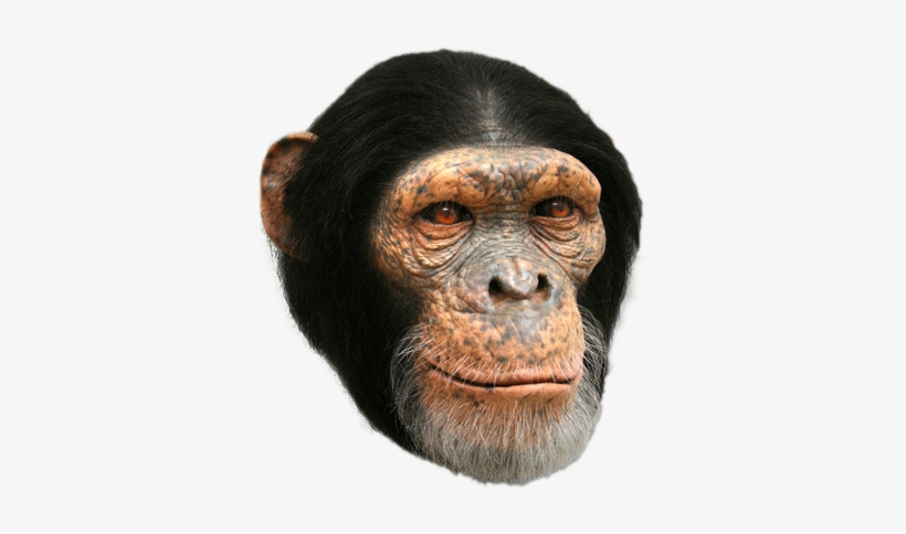Chimp - Design, transparent png download