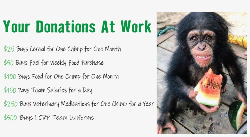 Chimpanzee, transparent png download