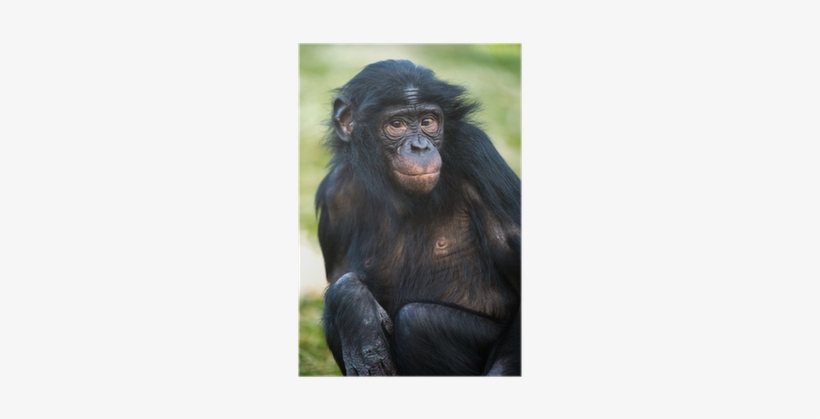 Chimpanzee, transparent png download