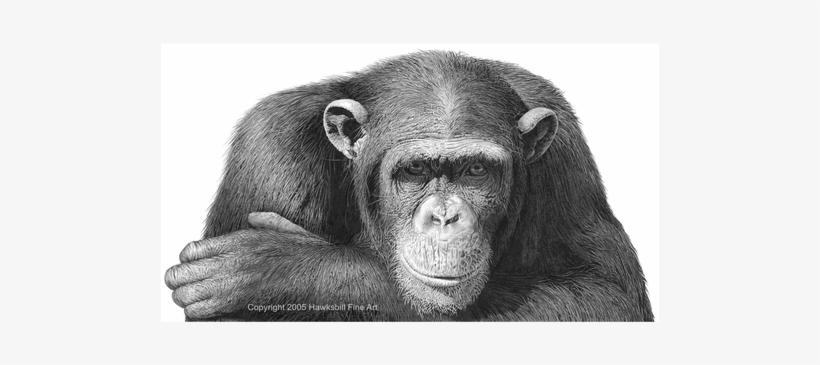 Chimp Drawing Pencil - Jetprint, transparent png download