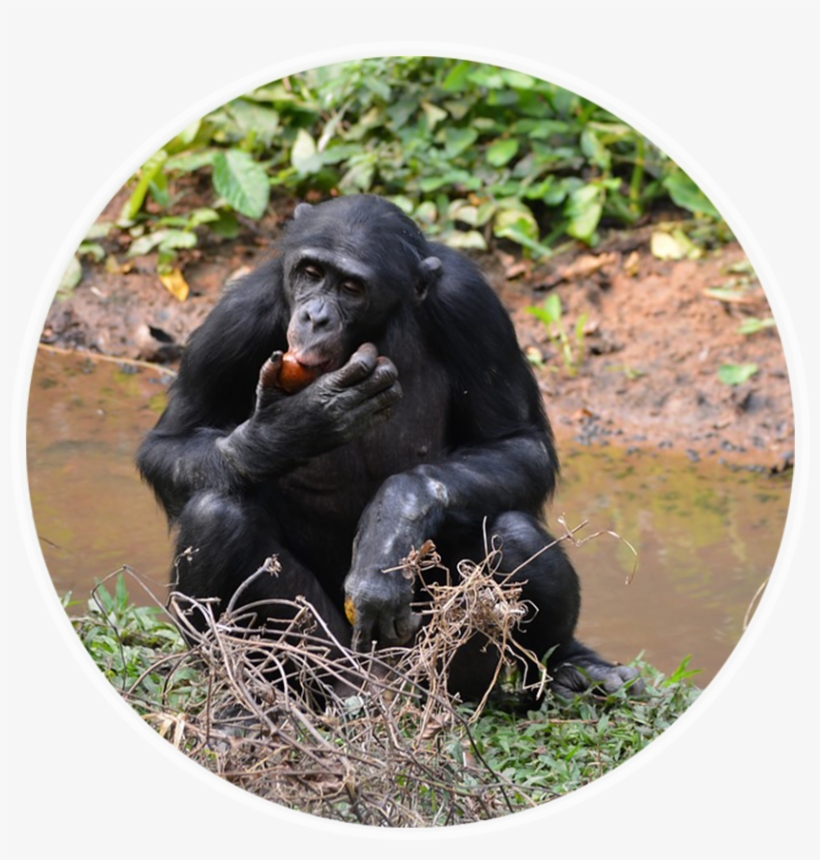 Ngo & Humanitarian Aid Case Study - Lola Ya Bonobo, transparent png download