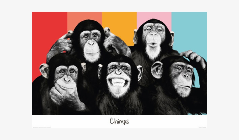 The Chimp Compilation, transparent png download