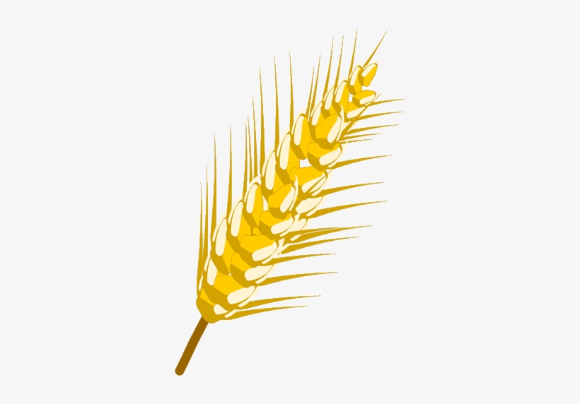 Desenho De Trigo Png - Wheat, transparent png download