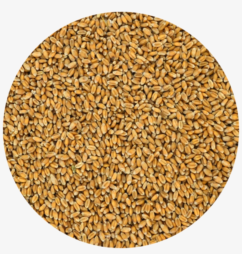Trigo Grano Para Alimentación Nutricional De Gallinas - Cereal De Trigo Png, transparent png download