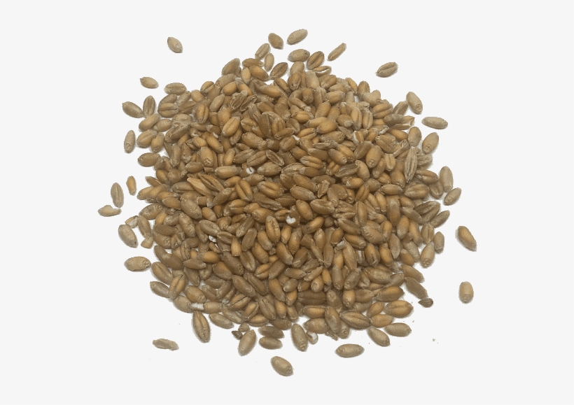 Trigo En Grano - Kind Of Food Does Egypt Eat, transparent png download