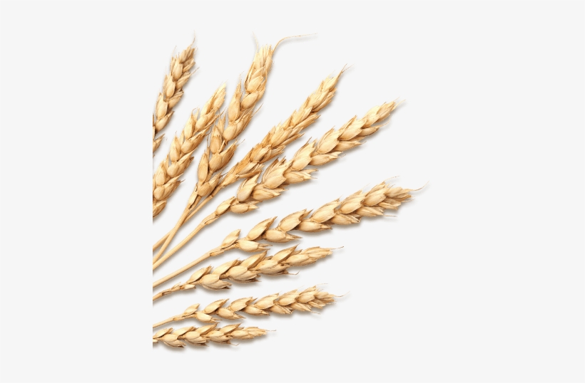 A Wickbold - Padaria Trigo Png, transparent png download