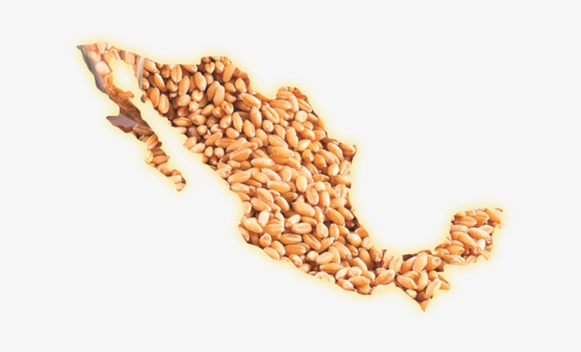 El Trigo En México - Mexico Silhouette, transparent png download