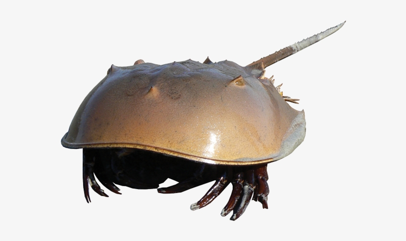 Horseshoe - Horseshoe Crab Transparent, transparent png download