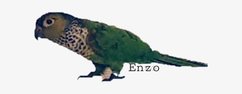 Enzo Freetoedit - Parrot, transparent png download