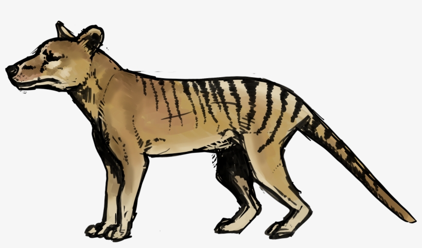 Image Result For Site - Thylacine Png, transparent png download