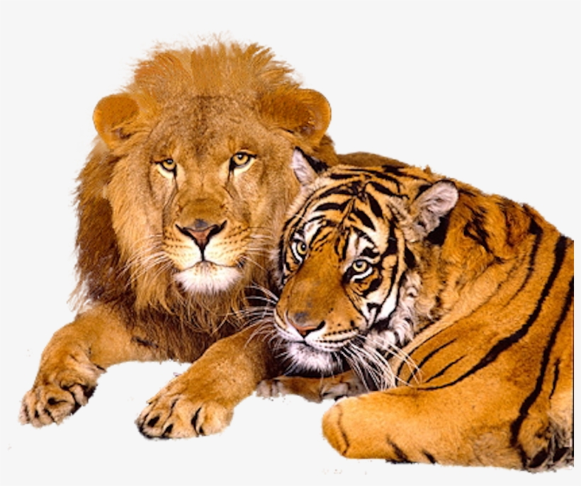 Lion Tiger Psd74183 - Transparent Lion And Tiger, transparent png download