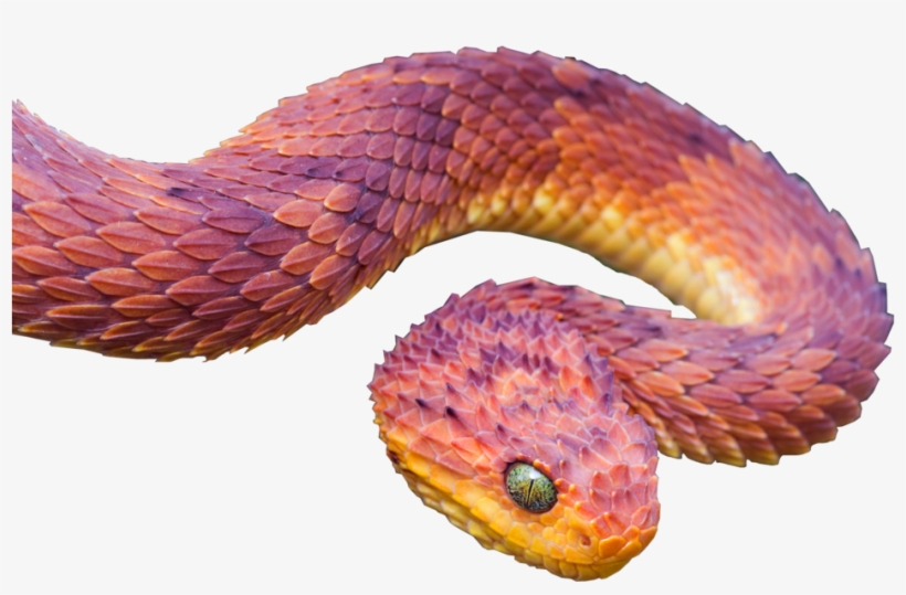 Viper Snake By Salmanghafoornaz On Deviantart Jpg Black - Discover: Book 4, Bible Notes For Young People, transparent png download