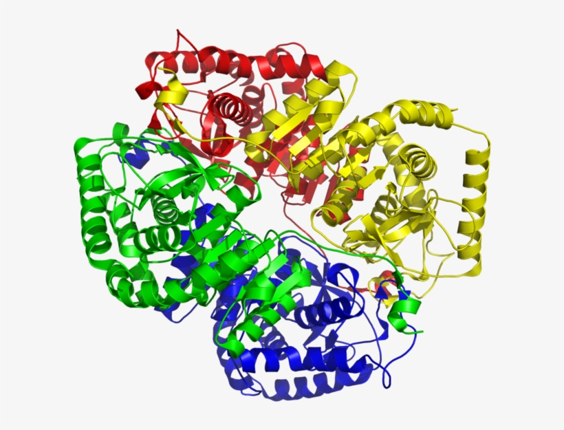 Lactate Dehydrogenase M4 1i10 - Ldh Structure, transparent png download