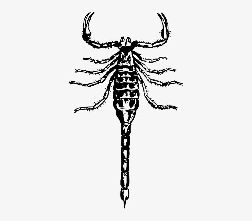 Scorpion, Cartoon, Insect, Claws, Scorpions, Poisonous, transparent png download