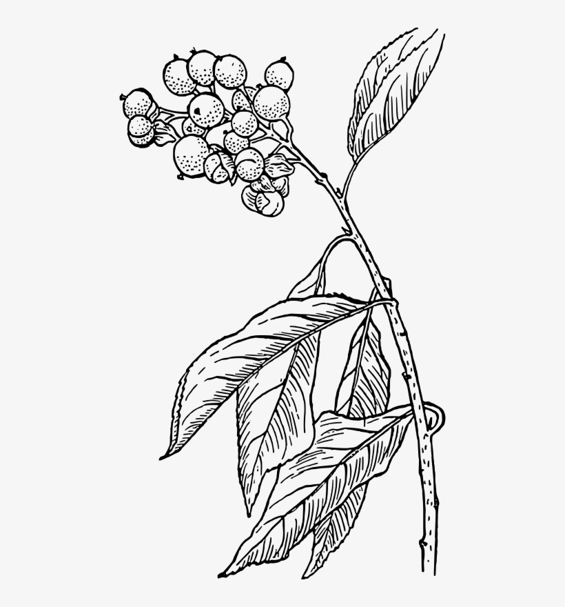 This Graphics Is Bittersweet About Biology, Botany, - Bittersweet Clipart, transparent png download