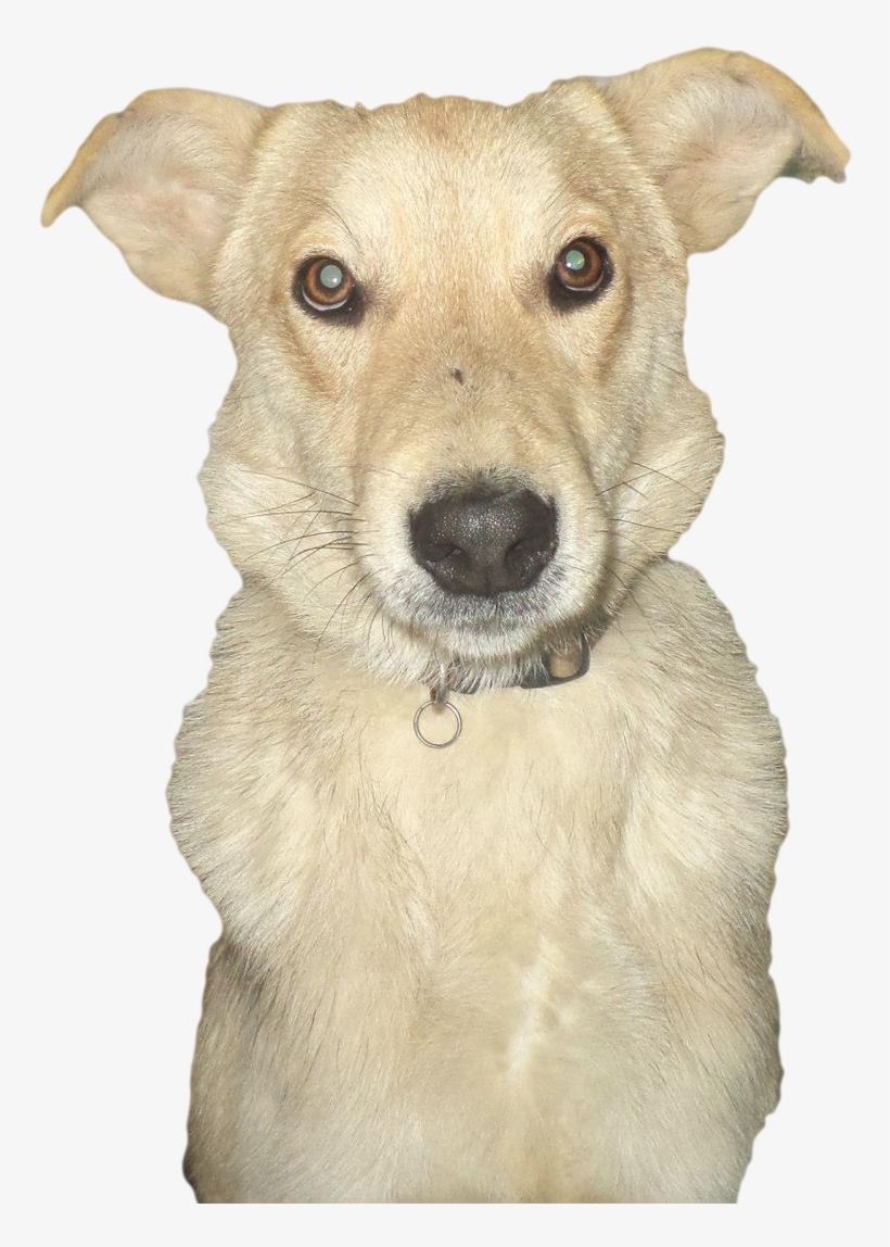 Abandoned Dog Transparent Image - Companion Dog, transparent png download