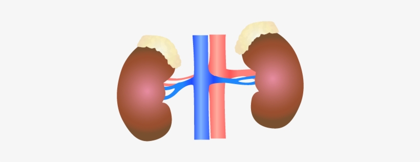 201405 Kidney - Kidney Png, transparent png download