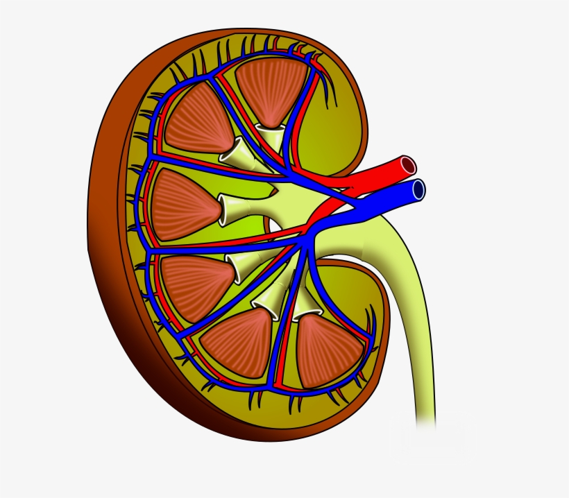 File - Kidney - Kidney, transparent png download