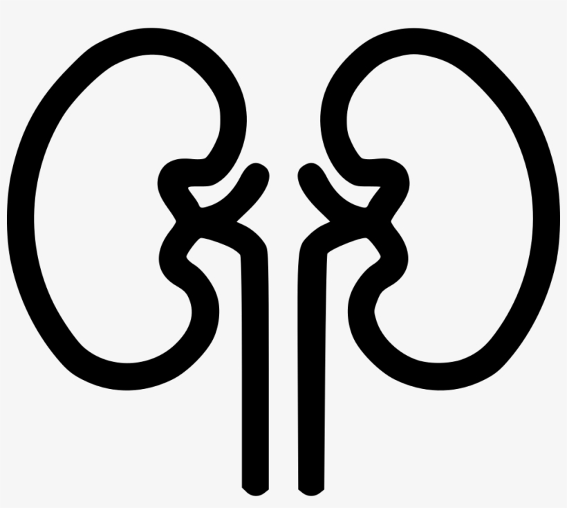 Kidney Organ Health Medical Health Renal Kidnies Comments - Png Kidney, transparent png download
