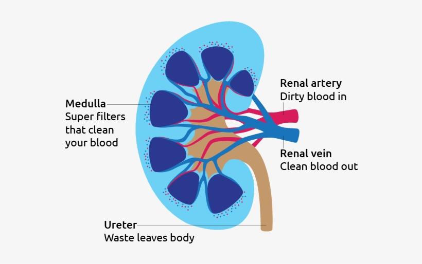 Kidney Diagram - Kidney, transparent png download