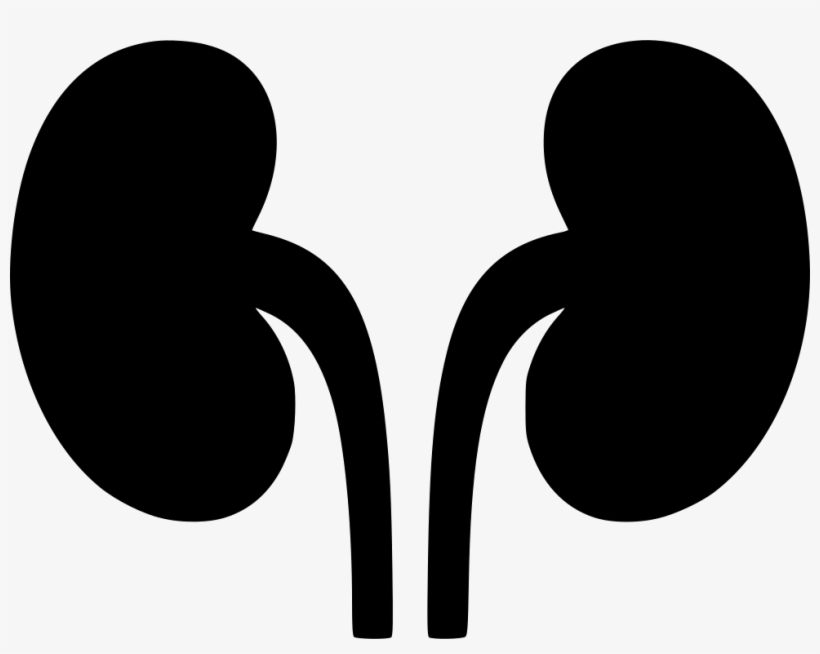 Png File Svg - Kidneys Png, transparent png download