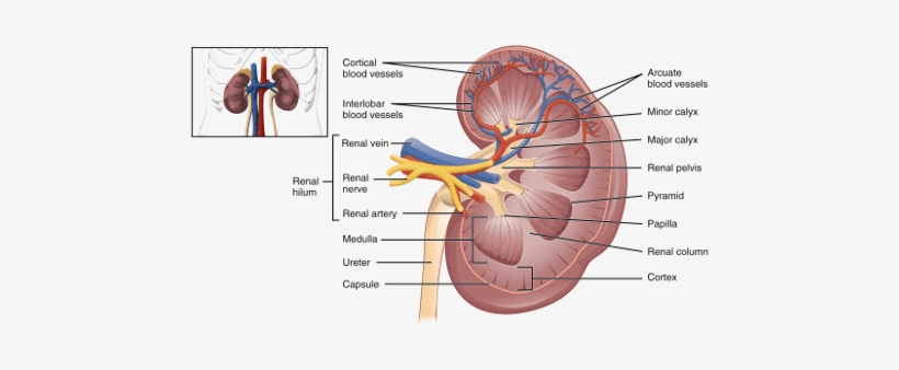 Kidney Functions Internal Structure Of Human Kidney - Kidney Internal, transparent png download