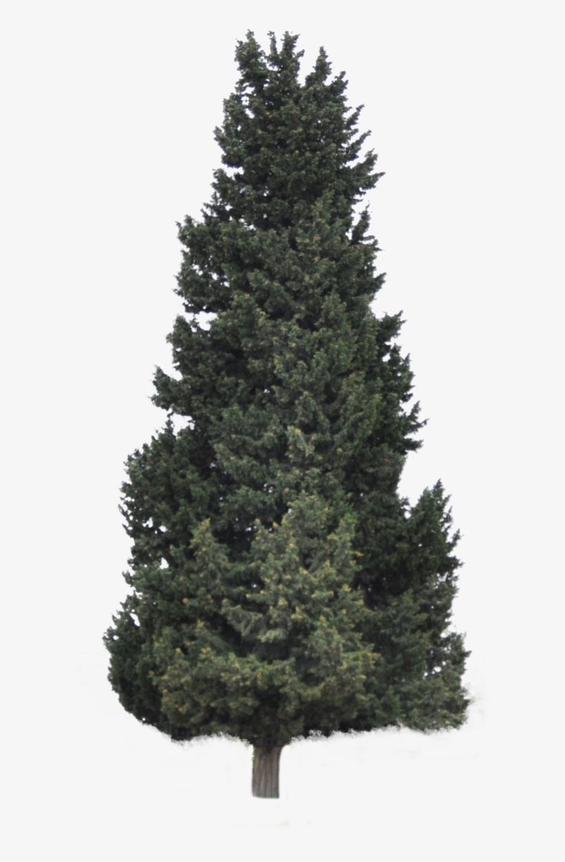 Pine Forrest Png Clip Art Royalty Free - Christmas Tree, transparent png download