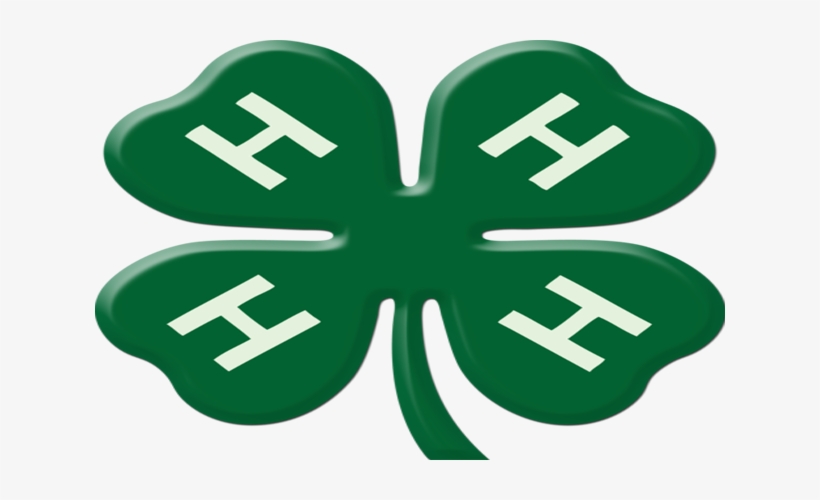 Forrest Fireflies Collecting Donations For Local Food - 4 H Clover Transparent Background, transparent png download